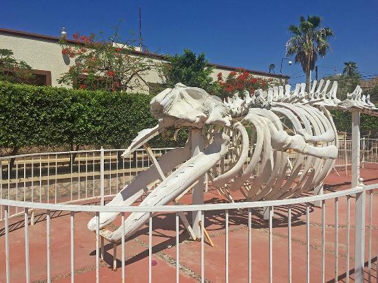 Museum of Natural History in Cabo San Lucas